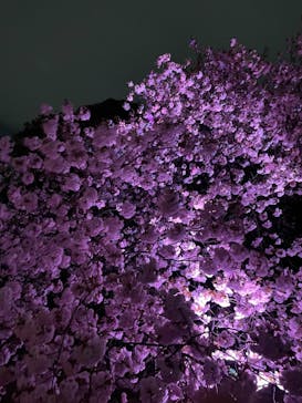 NAKED 桜の新宿御苑 2023に投稿された画像（2023/4/5）