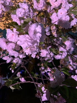 NAKED 桜の新宿御苑 2023に投稿された画像（2023/4/5）