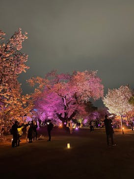 NAKED 桜の新宿御苑 2023に投稿された画像（2023/4/5）