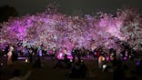 NAKED 桜の新宿御苑 2023に投稿された画像（2023/4/6）