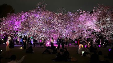 NAKED 桜の新宿御苑 2023に投稿された画像（2023/4/5）