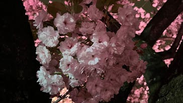 NAKED 桜の新宿御苑 2023に投稿された画像（2023/4/5）