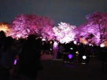 NAKED 桜の新宿御苑 2023に投稿された画像（2023/4/6）