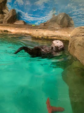 マリンワールド海の中道に投稿された画像（2023/4/5）