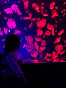 名古屋港水族館に投稿された画像（2023/4/5）