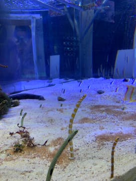 名古屋港水族館に投稿された画像（2023/4/5）