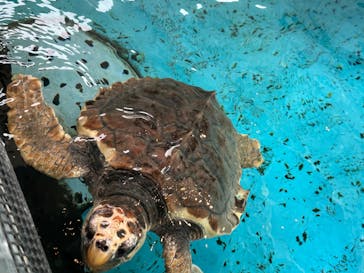 串本海中公園水族館に投稿された画像（2023/4/5）