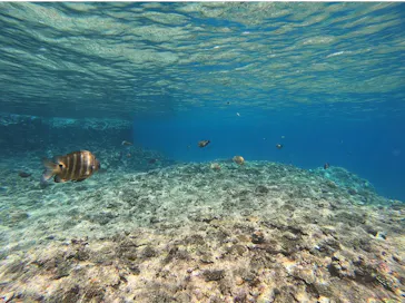 武藤潜水に投稿された画像（2023/4/6）