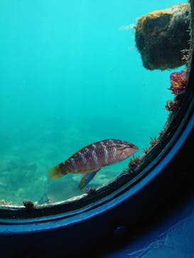 串本海中公園水族館に投稿された画像（2023/4/6）