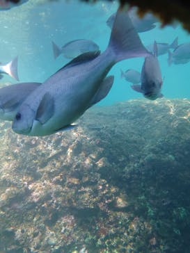 串本海中公園水族館に投稿された画像（2023/4/6）