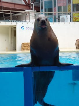 伊豆・三津シーパラダイスに投稿された画像（2023/4/6）