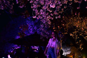 NAKED 桜の新宿御苑 2023に投稿された画像（2023/4/6）