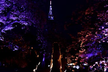 NAKED 桜の新宿御苑 2023に投稿された画像（2023/4/6）