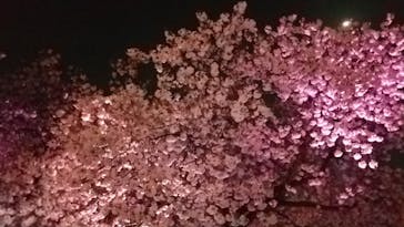 NAKED 桜の新宿御苑 2023に投稿された画像（2023/4/6）