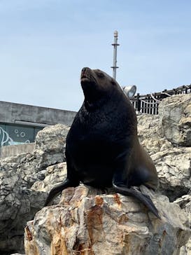 大分マリーンパレス水族館 「うみたまご」に投稿された画像（2023/4/6）
