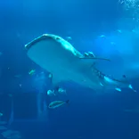 沖縄美ら海水族館に投稿された画像（2023/4/6）