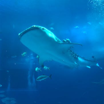 沖縄美ら海水族館に投稿された画像（2023/4/6）