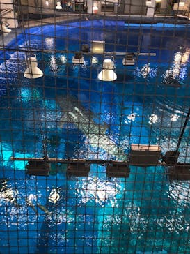 沖縄美ら海水族館に投稿された画像（2023/4/6）