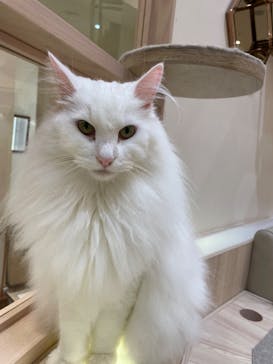 猫カフェモカ　イオンモール幕張新都心店に投稿された画像（2023/4/6）