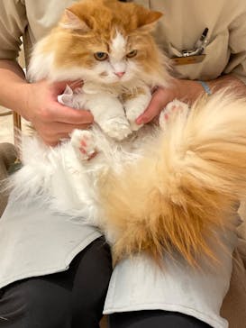猫カフェモカ　イオンモール幕張新都心店に投稿された画像（2023/4/6）