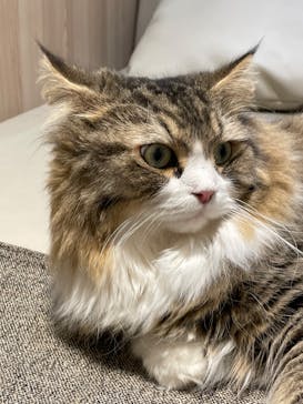 猫カフェモカ　イオンモール幕張新都心店に投稿された画像（2023/4/6）