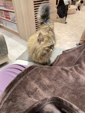 猫カフェモカ　イオンモール幕張新都心店に投稿された画像（2023/4/6）