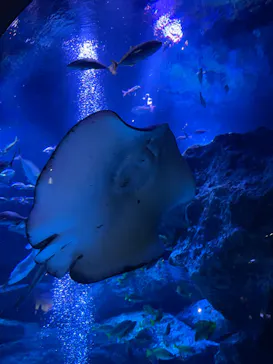 すみだ水族館に投稿された画像（2023/4/6）