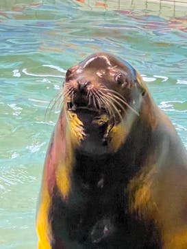 ゼロ距離水族館 伊勢シーパラダイスに投稿された画像（2023/4/6）