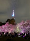 NAKED 桜の新宿御苑 2023に投稿された画像（2023/4/6）