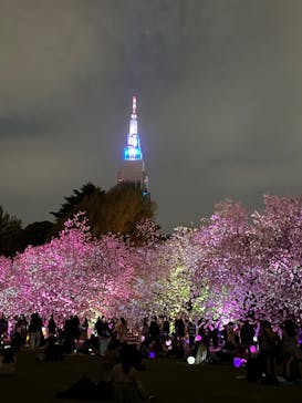 NAKED 桜の新宿御苑 2023に投稿された画像（2023/4/6）