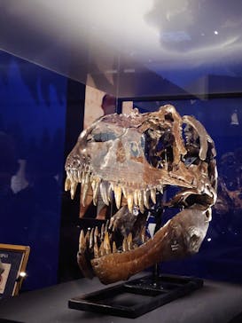 特別展「恐竜博2023」に投稿された画像（2023/4/6）