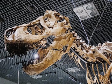 特別展「恐竜博2023」に投稿された画像（2023/4/6）