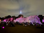 NAKED 桜の新宿御苑 2023に投稿された画像（2023/4/6）