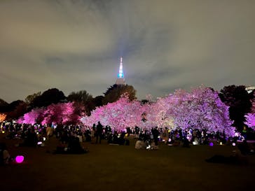 NAKED 桜の新宿御苑 2023に投稿された画像（2023/4/6）