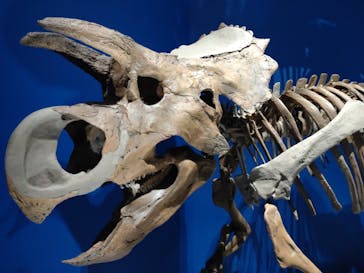 特別展「恐竜博2023」に投稿された画像（2023/4/6）