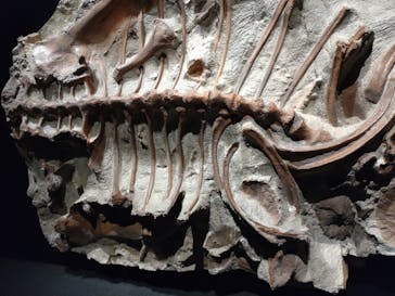 特別展「恐竜博2023」に投稿された画像（2023/4/6）