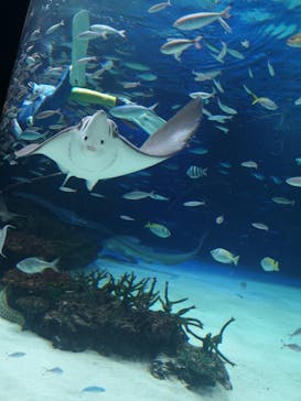 サンシャイン水族館に投稿された画像（2023/4/6）