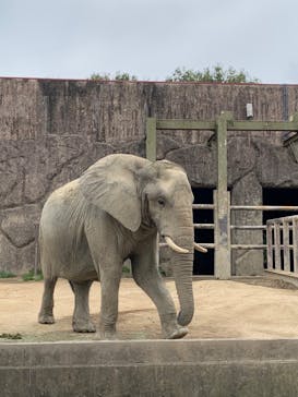 東武動物公園に投稿された画像（2023/4/6）
