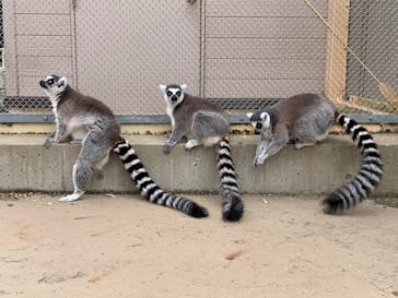 東武動物公園に投稿された画像（2023/4/6）