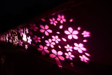 『NAKED FLOWERS 2023 桜 世界遺産・二条城』に投稿された画像（2023/4/6）