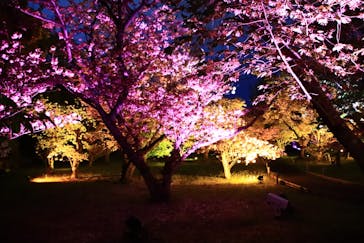 『NAKED FLOWERS 2023 桜 世界遺産・二条城』に投稿された画像（2023/4/6）