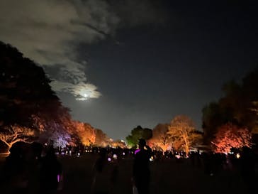 NAKED 桜の新宿御苑 2023に投稿された画像（2023/4/6）