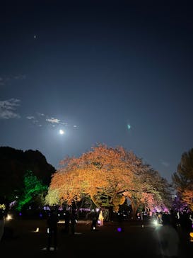 NAKED 桜の新宿御苑 2023に投稿された画像（2023/4/6）