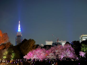 NAKED 桜の新宿御苑 2023に投稿された画像（2023/4/6）