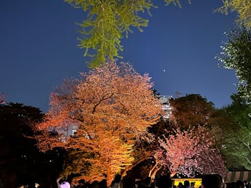 NAKED 桜の新宿御苑 2023に投稿された画像（2023/4/6）