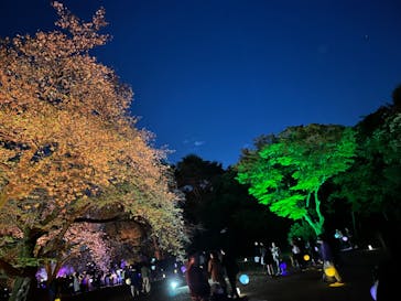 NAKED 桜の新宿御苑 2023に投稿された画像（2023/4/6）