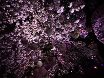 NAKED 桜の新宿御苑 2023に投稿された画像（2023/4/6）