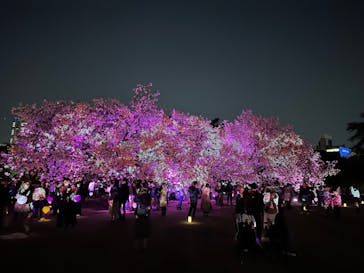 NAKED 桜の新宿御苑 2023に投稿された画像（2023/4/6）