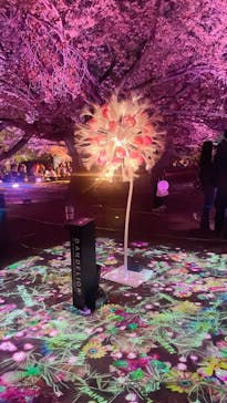 NAKED 桜の新宿御苑 2023に投稿された画像（2023/4/6）