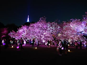 NAKED 桜の新宿御苑 2023に投稿された画像（2023/4/6）